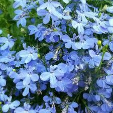 Lobelia- Regatta Sky Blue- 4 Pack Lobelia- Regatta Sky Blue- 4 Pack