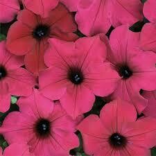 Petunia- Diamond Purple- 12 Petunia- Diamond Purple- 12