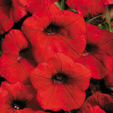 Petunia- Shock Wave Red- 3 Petunia- Shock Wave Red- 3