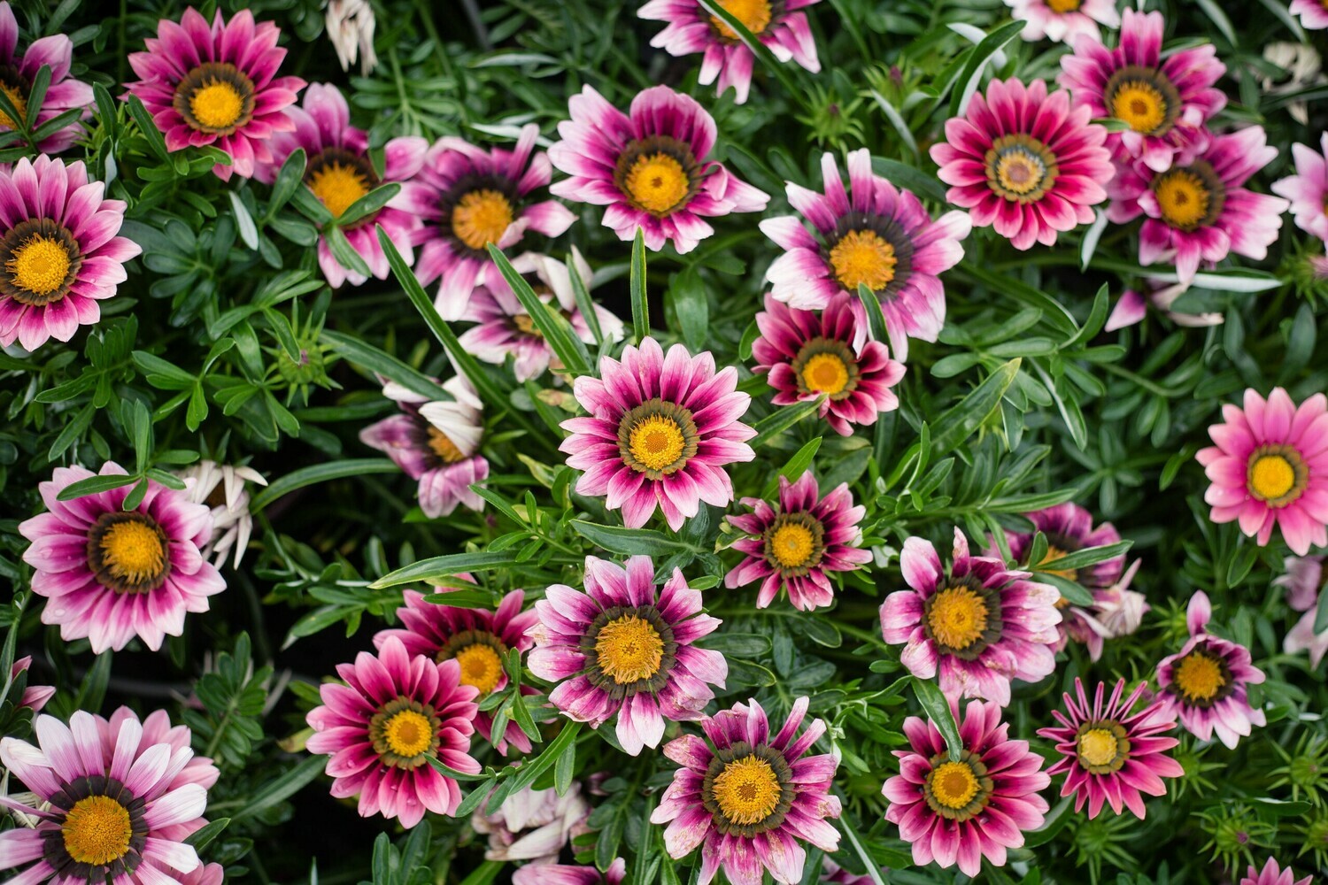 Gazania- New Day Pink Shades- 2 Pack Gazania- New Day Pink Shades- 2 Pack