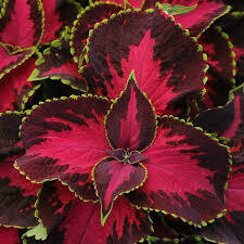 Coleus- Premium Sun Chocolate Covered Cherry- 3 Coleus- Premium Sun Chocolate Covered Cherry- 3