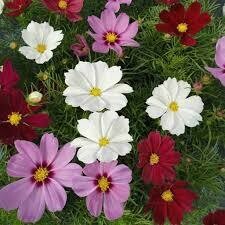 Cosmos- Casanova Mix- 6 Cosmos- Casanova Mix- 6