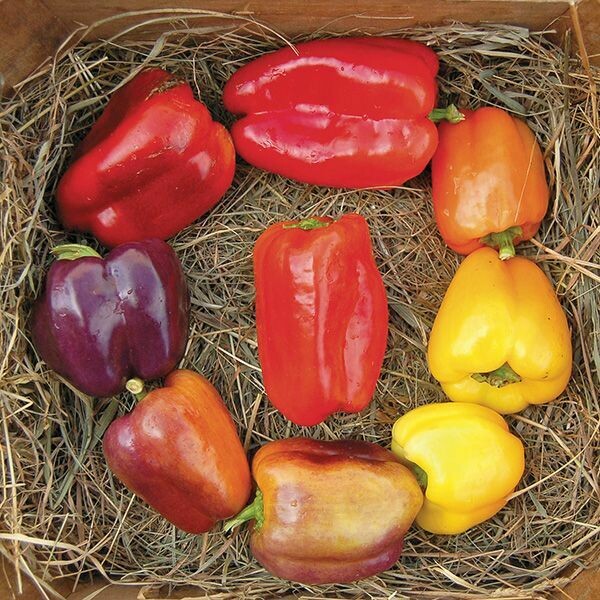 Pepper- Iko Iko Pepper- Iko Iko