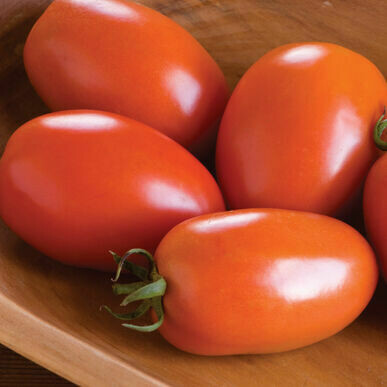 Tomato- Amish Paste Tomato- Amish Paste