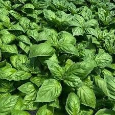 Basil- Prospera Basil- Prospera