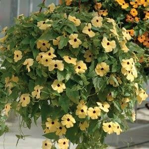 Black Eyed Susan Vine- Susie Yellow with Eye- 6 Black Eyed Susan Vine- Susie Yellow with Eye- 6