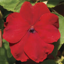 Impatiens- Accent Premium Red- 4 Pack Impatiens- Accent Premium Red- 4 Pack
