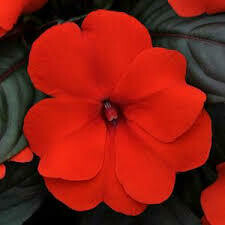 New Guinea Impatiens- Divine Red- 4 New Guinea Impatiens- Divine Red- 4