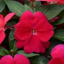 New Guinea Impatiens- Divine Lipstick- 4 New Guinea Impatiens- Divine Lipstick- 4