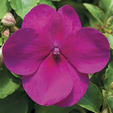 Impatiens- Accent Premium Violet- 4 Pack Impatiens- Accent Premium Violet- 4 Pack