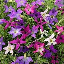Petunia- Sparklers- 3 Petunia- Sparklers- 3