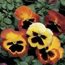 Pansy- Delta Fire- 3 Pansy- Delta Fire- 3
