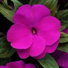 New Guinea Impatiens- Divine Violet- 4 New Guinea Impatiens- Divine Violet- 4