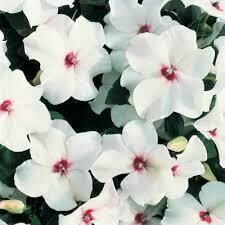 Impatiens- Accent Bright Eye- 4 Pack Impatiens- Accent Bright Eye- 4 Pack