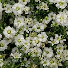 Gypsophila- Gypsy White Gypsophila- Gypsy White