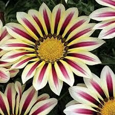 Gazania- New Day Rose Stripe- 2 Pack Gazania- New Day Rose Stripe- 2 Pack