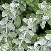 Helichrysum- Silver Mist- 3 Helichrysum- Silver Mist- 3