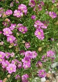 Gypsophila- Gypsy Pink- 2 Pack Gypsophila- Gypsy Pink- 2 Pack