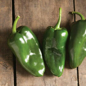 Pepper- Bastan F1 Pepper- Bastan F1