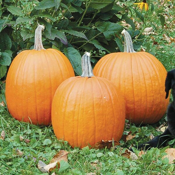 Pumpkin- Howden Pumpkin- Howden