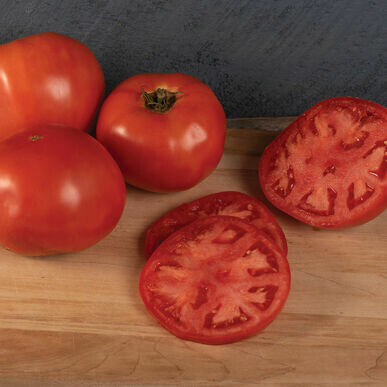 Tomato- Galahad F1 Tomato- Galahad F1