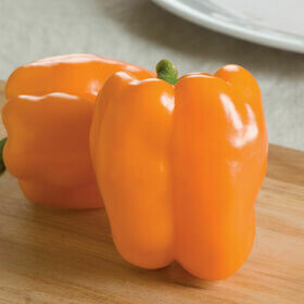 Pepper- Gourmet F1 Pepper- Gourmet F1