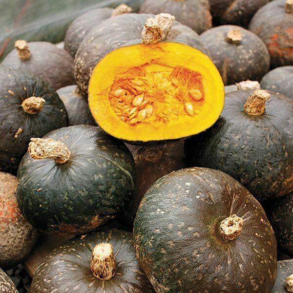 Winter Squash- Bagheera F1 Winter Squash- Bagheera F1