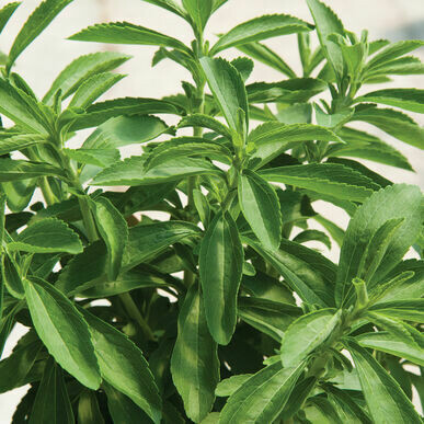 Stevia- Candy Stevia- Candy