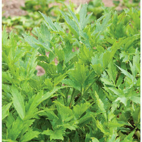Lovage Lovage