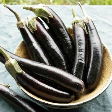 Eggplant- Little Finger Eggplant- Little Finger