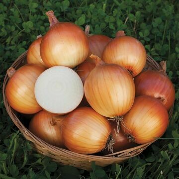 Onion- New York Early Onion- New York Early