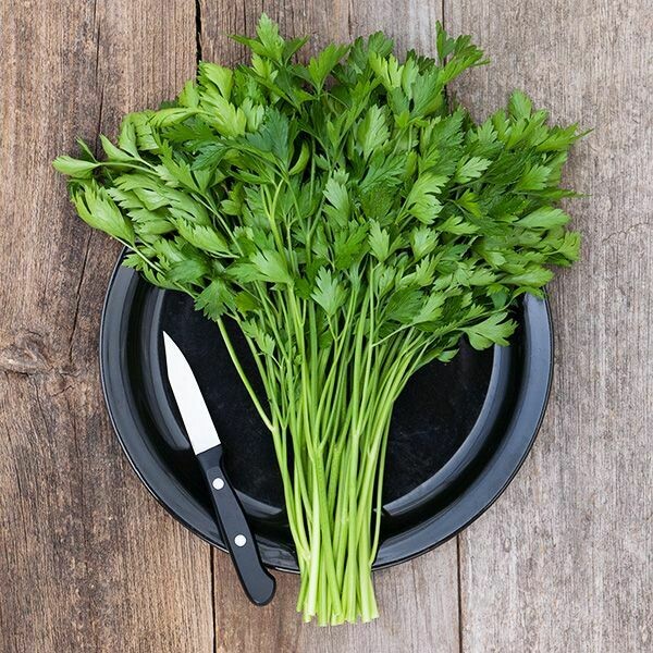 Parsley- Giant Italian Parsley- Giant Italian