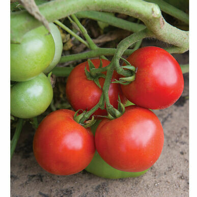 Tomato- Defiant PhR Tomato- Defiant PhR