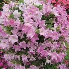 Petunia- Diamond Pearly Shades- 12 Petunia- Diamond Pearly Shades- 12