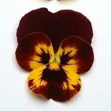 Cool Wave Pansy- Fire 6 Cool Wave Pansy- Fire 6