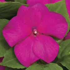 Impatiens- Tumbler Violet- 10 Impatiens- Tumbler Violet- 10