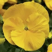 Pansy- Delta Premium Pure Golden Yellow- 3 Pansy- Delta Premium Pure Golden Yellow- 3