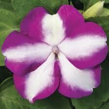 Impatiens- Accent Premium Violet Star- 4 Pack Impatiens- Accent Premium Violet Star- 4 Pack