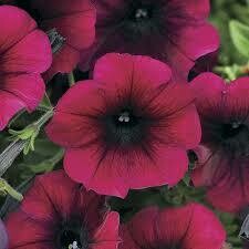 Petunia- Easy Wave Burgundy Velour- 10 Petunia- Easy Wave Burgundy Velour- 10