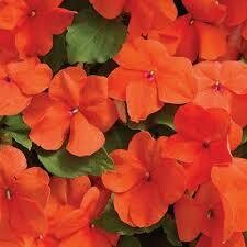 Impatiens- Accent Premium Salmon- 4 Pack Impatiens- Accent Premium Salmon- 4 Pack