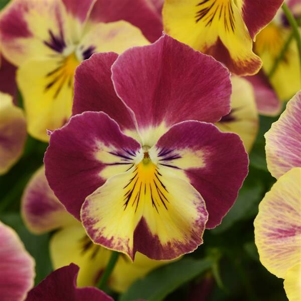 Cool Wave Pansy- Strawberry Swirl 10 Cool Wave Pansy- Strawberry Swirl 10