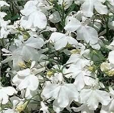 Lobelia- Regatta White- 4 Pack Lobelia- Regatta White- 4 Pack