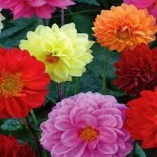 Dahlia- Showtime Mix- 4 Dahlia- Showtime Mix- 4