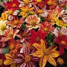 Dahlia- Fireworks Mix- 4 Dahlia- Fireworks Mix- 4