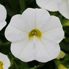 Calibrachoa- Kabloom White- 10 Calibrachoa- Kabloom White- 10