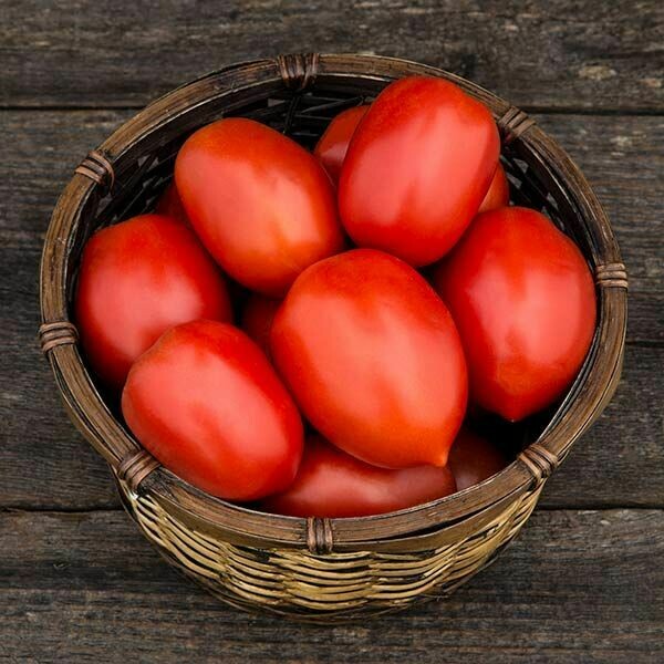 Tomato- Plum Perfect F1 Tomato- Plum Perfect F1