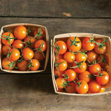 Tomato- Sun Gold F1 Tomato- Sun Gold F1