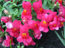 Wave Snapdragon- Candy Showers Rose- 10 Wave Snapdragon- Candy Showers Rose- 10