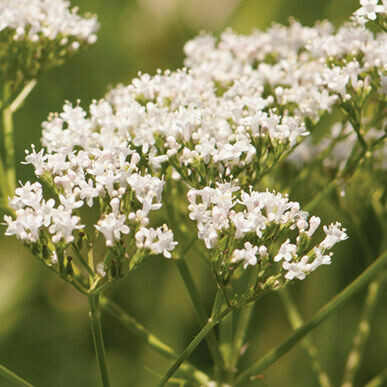 Valerian- Common Valerian- Common