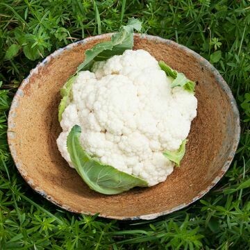 Cauliflower- Goodman Cauliflower- Goodman